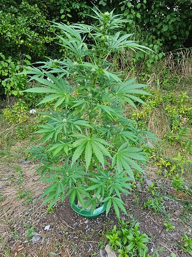 Growreport Bild 3