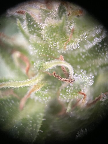 Growreport Bild 7
