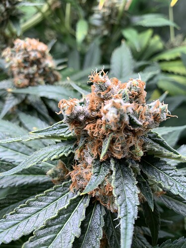 Growreport Bild 17