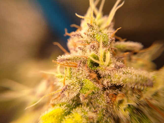 Growreport Bild 2