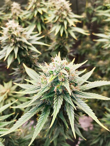 Growreport Bild 5