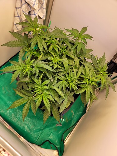 Growreport Bild 2