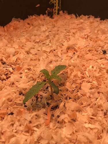 Growreport Bild 5