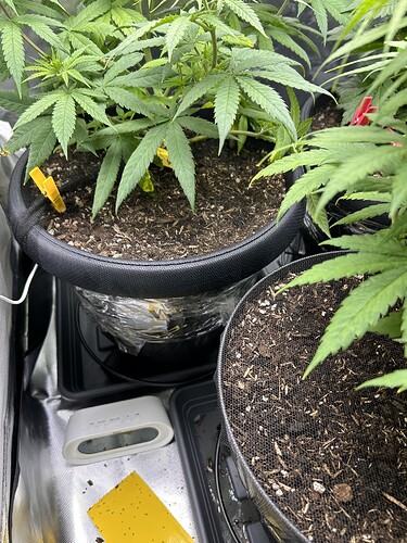 Growreport Bild 40