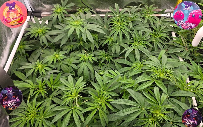 Growreport Bild 36
