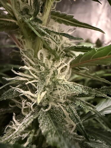 Growreport Bild 24
