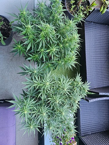 Growreport Bild 17