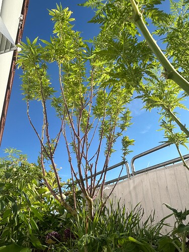 Growreport Bild 19
