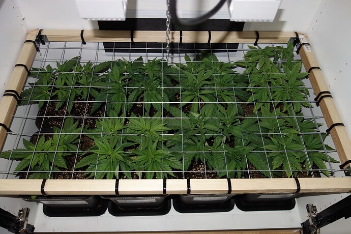 Growreport Bild 13