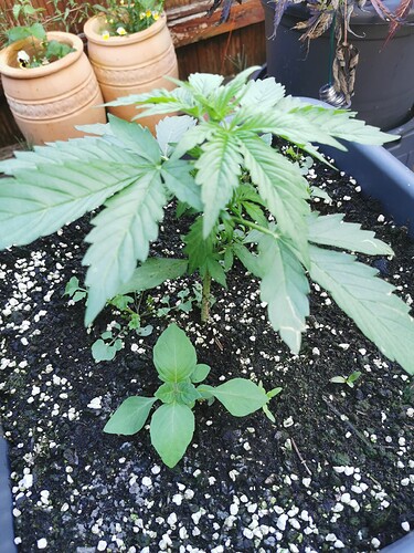 Growreport Bild 12