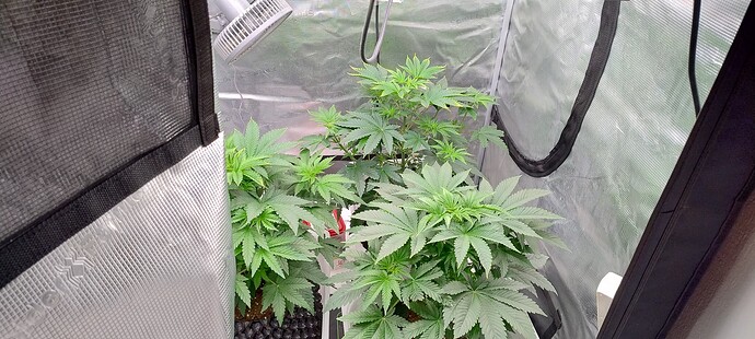 IMG_20250122_131531820_HDR