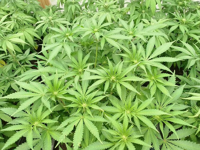 Growreport Bild 3