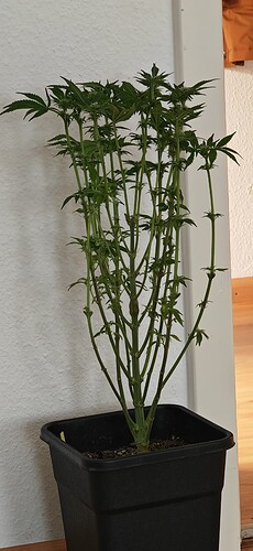 Growreport Bild 8