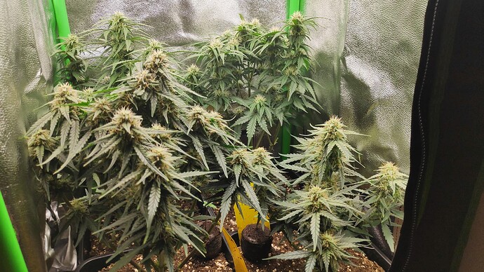 Growreport Bild 3