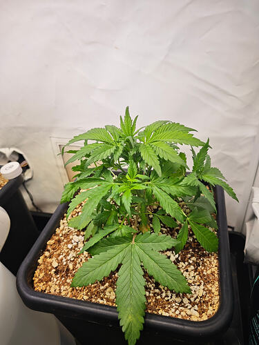 Growreport Bild 44