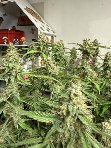Growreport Bild 48