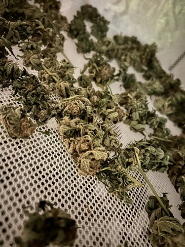 Getrocknete Cannabis-Buds liegen auf einem Trocknungsnetz.