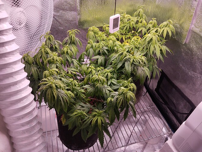 IMG_20241106_181152 - Kopie