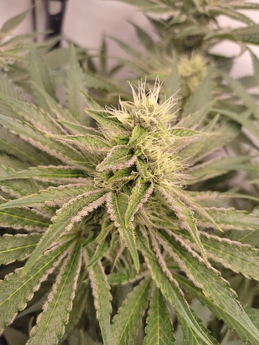 Growreport Bild 17