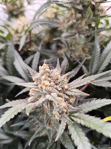 Growreport Bild 9