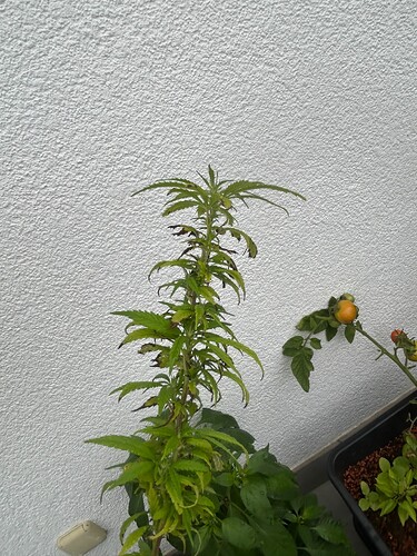 Growreport Bild 6