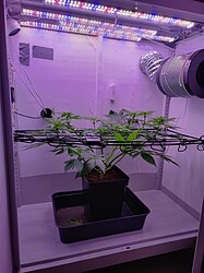 IMG_20240523_082923