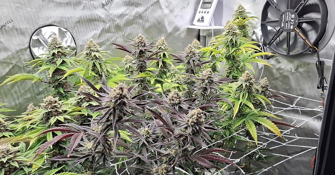 Growreport Bild 2