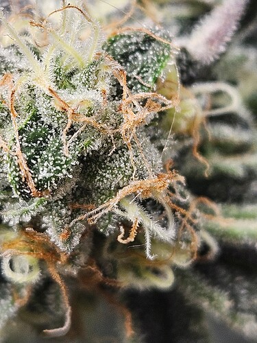 Growreport Bild 10