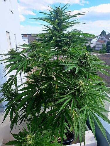 Growreport Bild 3