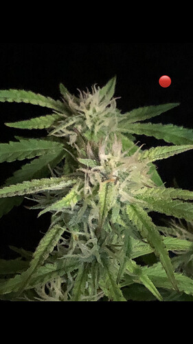 Growreport Bild 10