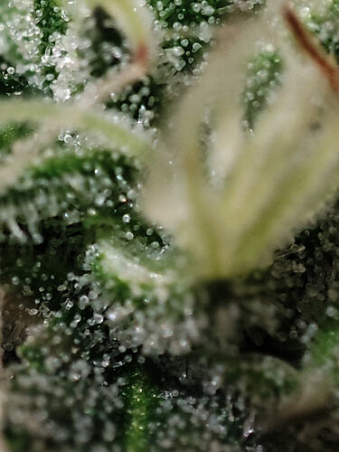 Growreport Bild 15