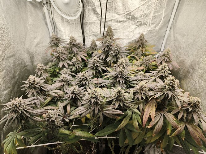 IMG_20240612_225750_304