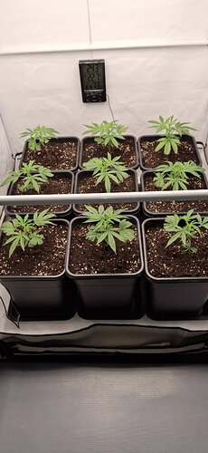 Growreport Bild 9