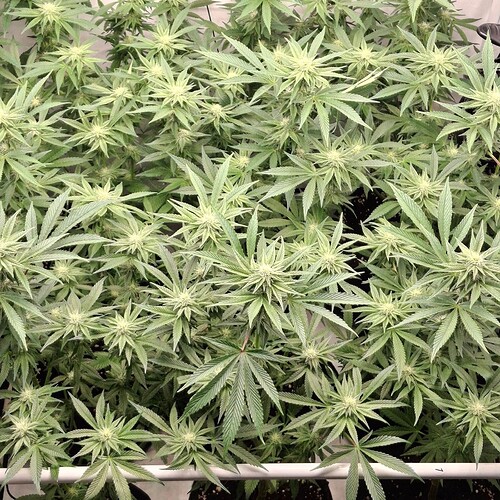 474473748_122165355464293599_6424785858213501595_n