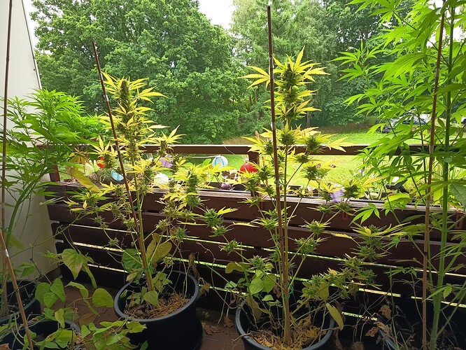 Growreport Bild 4