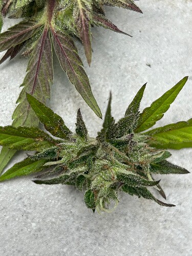 Growreport Bild 30