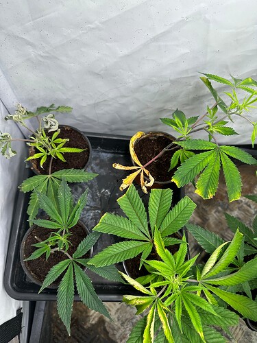 Growreport Bild 12