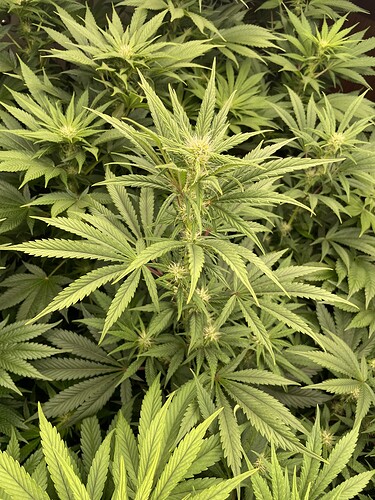 Growreport Bild 17