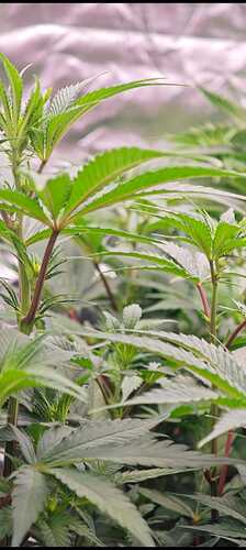 Growreport Bild 14