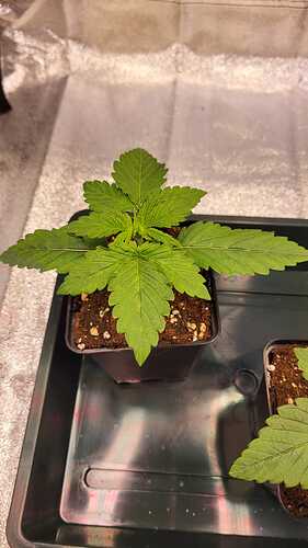 Growreport Bild 23