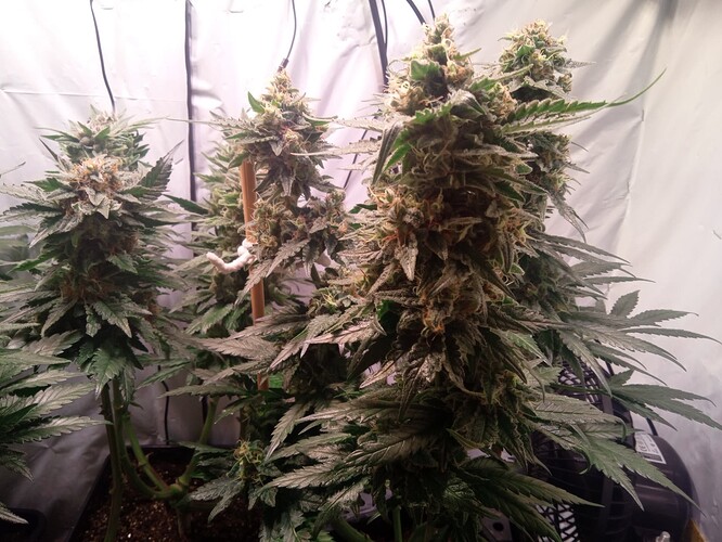 Growreport Bild 2