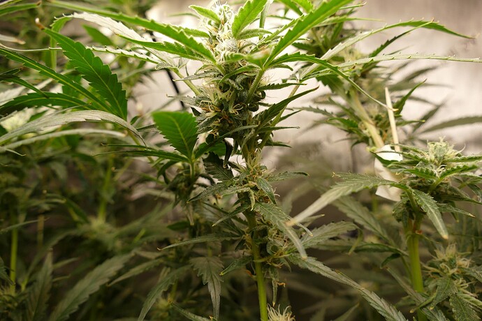 Growreport Bild 3