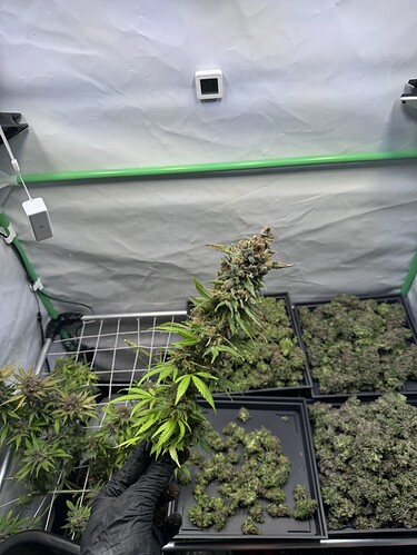 Growreport Bild 14