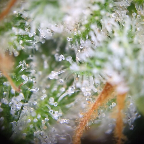 Growreport Bild 14