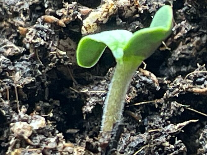 Growreport Bild 1