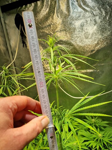 Eine Person hält ein Maßband neben einer jungen Cannabispflanze, die sich im Wuchs befindet.