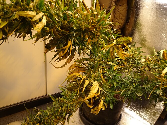 Growreport Bild 13