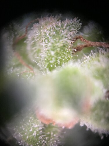 Growreport Bild 8