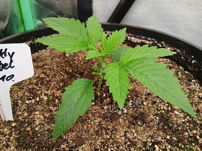 Growreport Bild 10