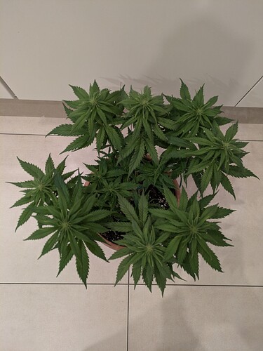 Growreport Bild 9